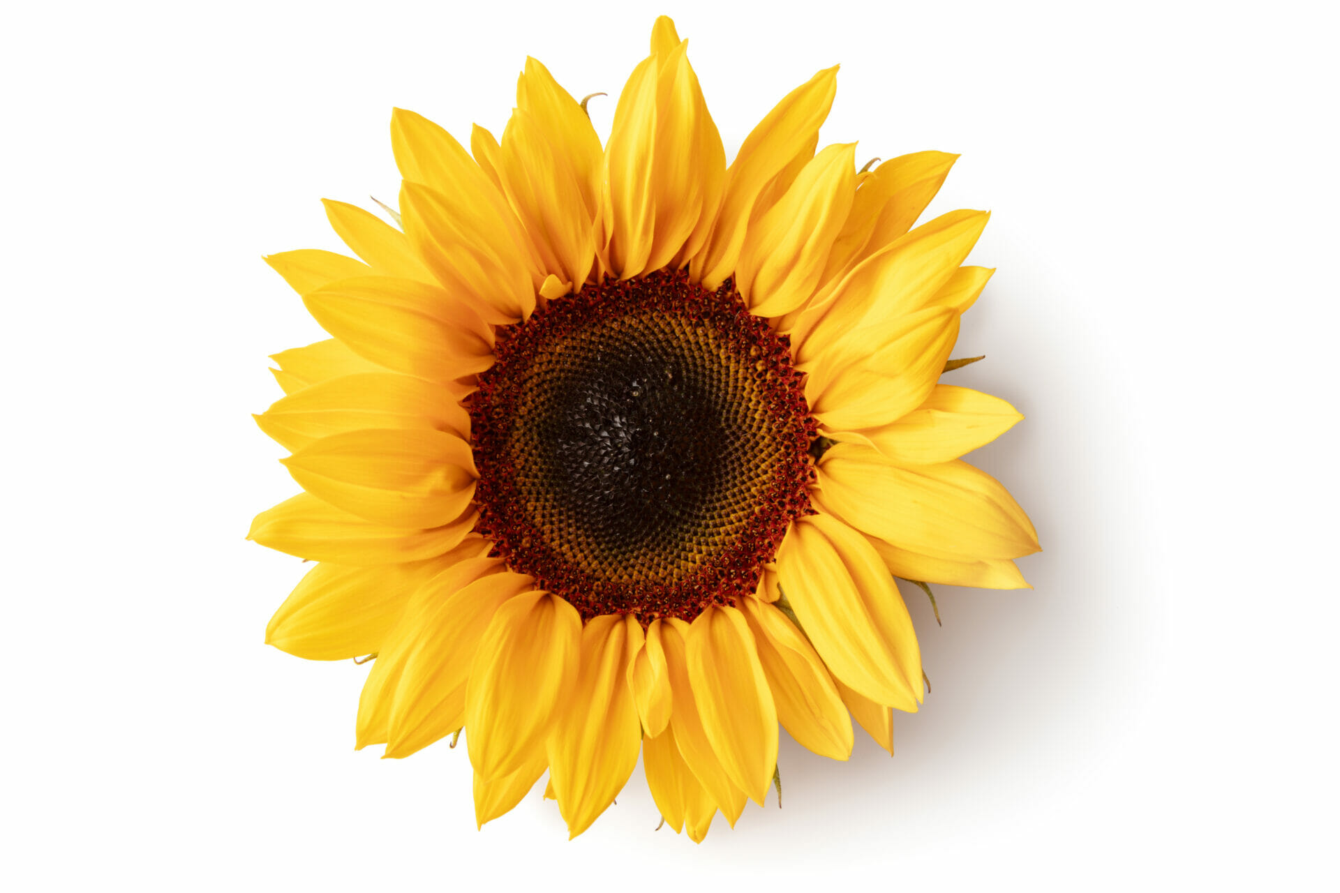 In Full Bloom: Sunflower Lecithin