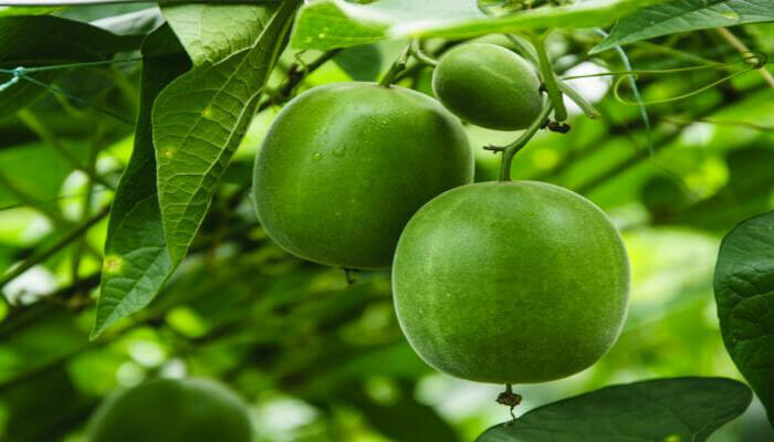 Monk fruit: Traditional ingredient sweetens modern products